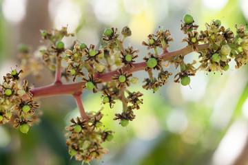 Mango blossom