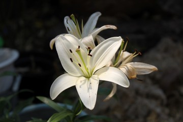 Fototapeta na wymiar Hermosa flor blanca de cinco pétalos recibiendo los rayos de sol