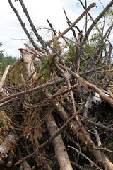 broken old trees big pile storm spruce thin trunks background storm forest