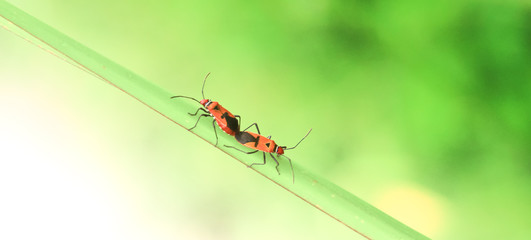 mating insects on leaf