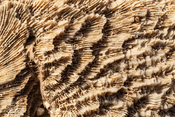 Fossil corals of the Red Sea. Ancient creatures, turned into stone.