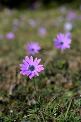 Anemone punk fowers in a country uncultivated field