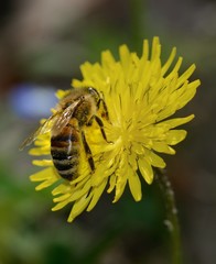 bee collecting nectar on yellow flower