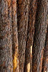 cedar vertical trunk bark natural eco dark brown background