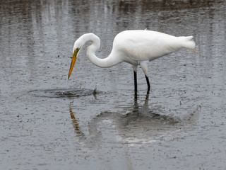 Great egret hunt