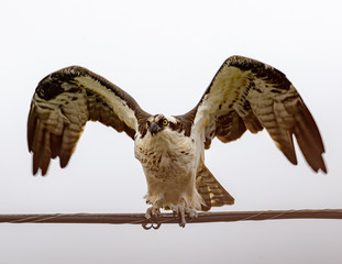 Ospray Wings