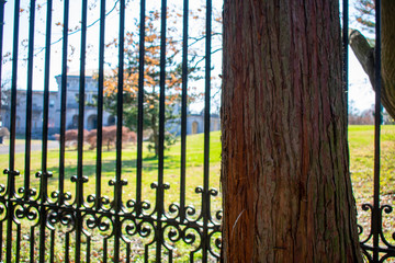 A Tree With a Black Metal Fence and a Mansion in the Background