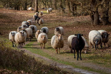 Fototapeta premium Herd of Drentse heather sheep in the forest of the national forest and esdorp landscape in the beautiful Drenthe woods in early spring
