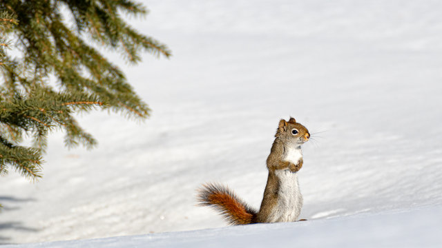 American red squirrel (American red squirrel (Tamiasciurus hudsonicus) standing upright and watching away, winter, Canada.