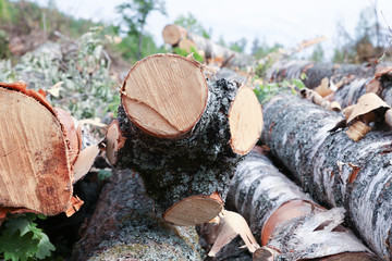stack of logs close-up birch saw cut annual rings pattern light beige