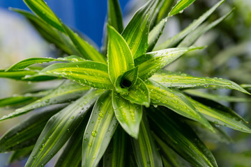 Obraz premium green leaves lily fresh raindrops closeup background flora