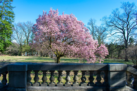 An Ornamental Concrete Railing With a Blooming Cherry Blossom Behind It at the Elkins Estate