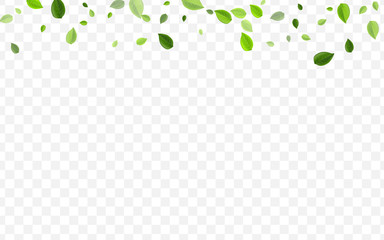 Olive Leaves Vector Background. Green Greens Blur 