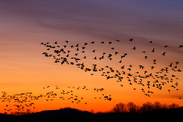 Migrating Snow Geese Flying at Sunrise