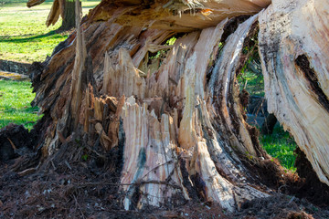 A Recently Fallen Tree With Damage in a Park