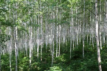 Grove of Birch Trees Photographs 