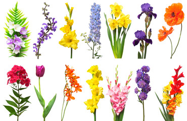 Spring collection of flowers fern, poppy, crocosmia, iris, bell, phlox, tulip, daffodil, gladiolus,...