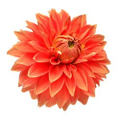 Elegant dahlia isolated on a white background. Beautiful head flower. Spring time, summer. Easter holidays. Garden decoration, landscaping. Floral floristic arrangement