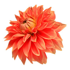 Elegant dahlia isolated on a white background. Beautiful head flower. Spring time, summer. Easter holidays. Garden decoration, landscaping. Floral floristic arrangement