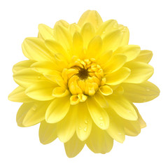 Dahlia flower head yellow isolated on white background. Spring time, garden. Flat lay, top view