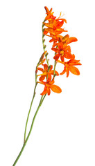 Crocosmia flower orange isolated on white background. Creative, flat lay, top view