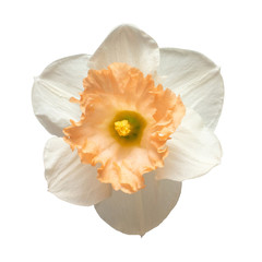 Fototapeta na wymiar White-orange head daffodil flower isolated on white background. Spring time. Easter holidays. Garden decoration, landscaping. Floral floristic arrangement. Flat lay, top view