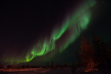 Naklejka premium The northern lights shine strong in the sky over the boreal forest near Churchill, Manitoba