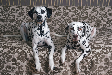 Two Dalmatian dogs (liver spotted and black spotted) posing together indoors lying down on a brown couch