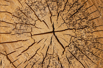 wooden old background saw cut wood cracked cracked annual rings moldy