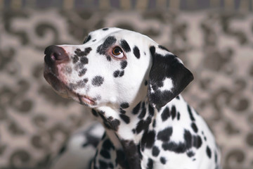 The portrait of a white and liver spotted Dalmatian dog posing indoors near a brown couch