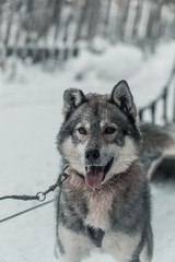 Huskies in einem Husky Park