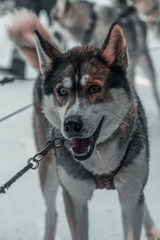 Huskies in einem Husky Park