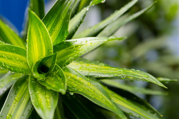 Fototapeta premium base fresh tropical plant lily long green leaves close up plant background