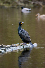 A picture of a Double-crested Cormorant perched on the driftwood.  Vancouver  BC  Canada