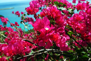 Pink bouganvilla flowers and blue aqua coast line on St. Thomas. US Virgin Islands