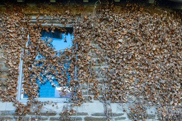 An Old Cobblestone Wall and Window Covered in Dead Ivy Leaves