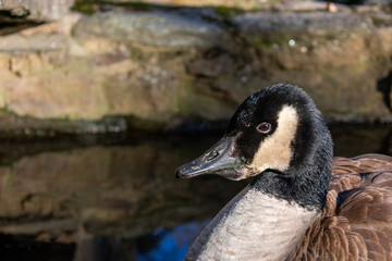 A Close-Up Shot of a Goose Sitting in a Small Body of Water