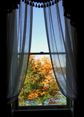 The view of striking fall foliage from a window with curtain
