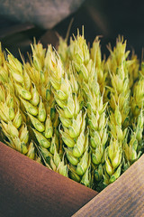 natural wheat bouquet close-up spike green fresh design basis country eco