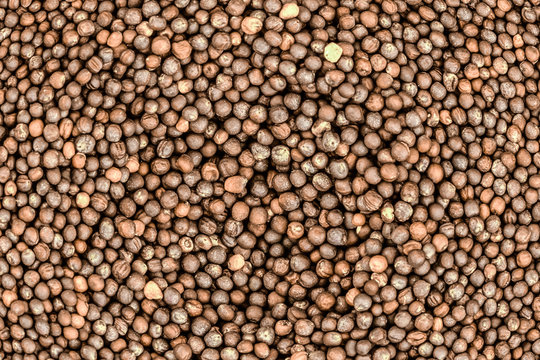 light brown background rapeseed grain many pattern foundation farm