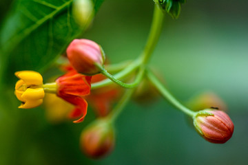 closeup of white flower on green background