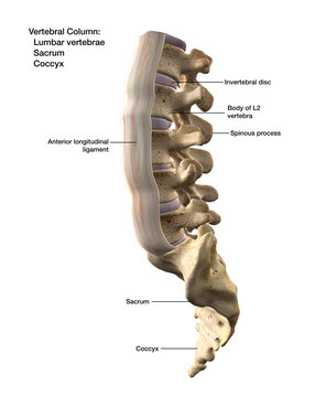 Anterior Longitudinal Ligament Isolated on Lumbar Spinal Column Labeled on White Background
