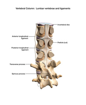 Posterior Longitudinal Ligament of the Human Spinal Column Labeled on White Background