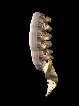 Anterior Longitudinal Ligament Isolated on Lumbar Spinal Column on Black Background