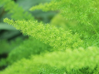  follaje de plantas tropicales con hojas espesas, verde,  suave ,jardín, follaje, macro, fresco, huerta, verde, naturaleza, árbol, hojas,