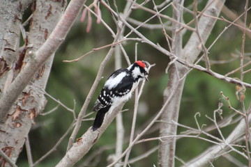 Downy Woodpecker, Whitemud Park, Edmonton, Alberta