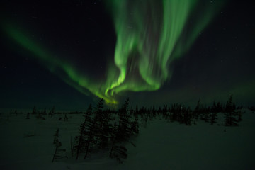 Fototapeta na wymiar northern lights aurora borealis in churchill manitoba canada
