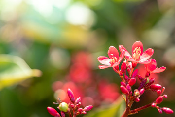The background image of the colorful flowers