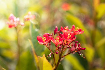 Obraz premium The background image of the colorful flowers