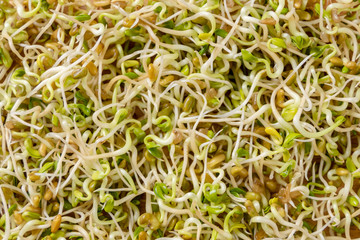 radish sprouts texture background. nutrition. bio. natural food ingredient.